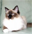 /album/kitty/kitty-2014042105-jpg/
